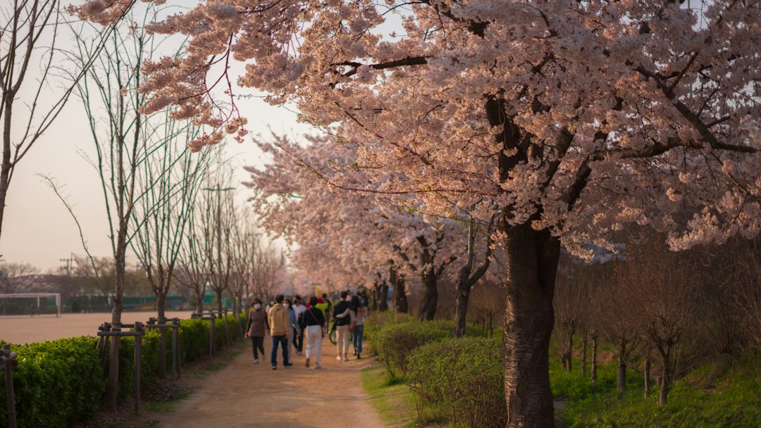 Captivating Beauty: Exploring the Enchanting Korean Cherry Blossoms